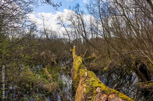 Φωτογραφία Fallen mossy log spanning forest wetland water with new growth