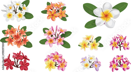 Set of Tropical Plumeria Flower Illustrations in Various Colors for Floral, Summer, and Botanical Design Themes