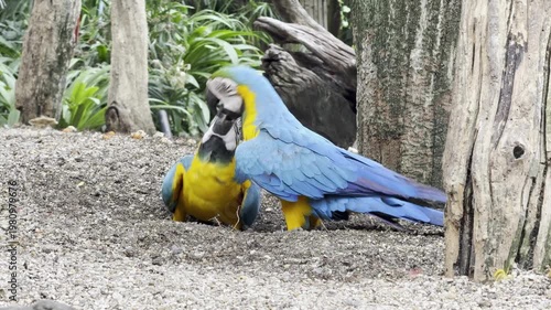 Blue and yellow macaws preening each other in nature