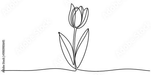 Minimalist continuous line art drawing of a single tulip flower on a white background Vector, illustration