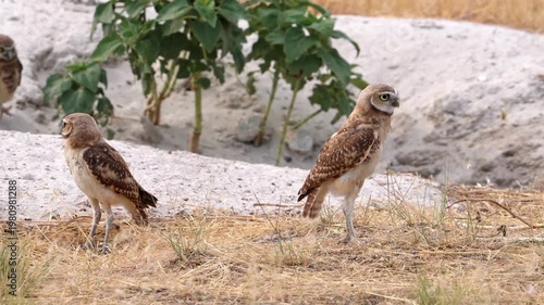 Two wild burrowing owls standing together in their natural habitat