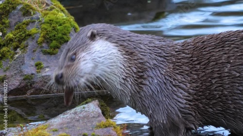 Otter catching fish in river natural wildlife hunting scene
