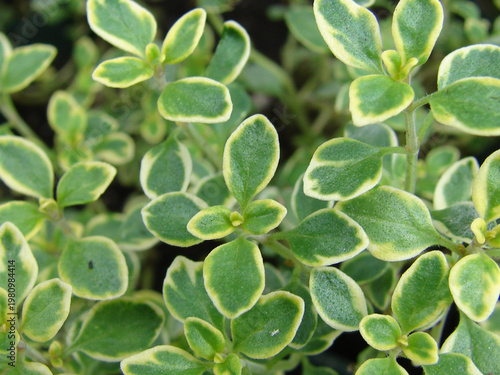 Photos Thymus citriodorus or lemon thyme plant image