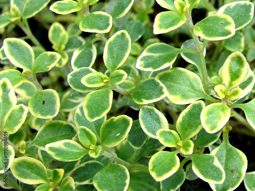 Obraz na plátně Thymus citriodorus or lemon thyme plant image