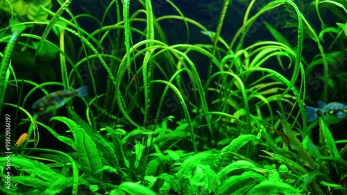 Puffer Fish Swimming in Lush Green Planted Aquarium 