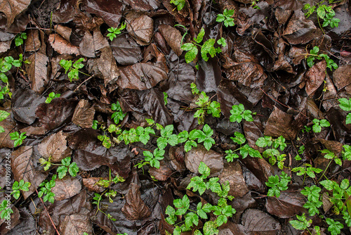 Schilderij op canvas Wet dead brown beech leaves and green ground elder on the forest floor