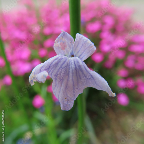 日本で春にマツバウンランが紫色の花を咲かせています