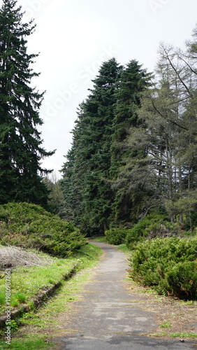 path in the woods