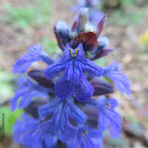 日本で春にジュウニヒトエが紫色の花を咲かせています