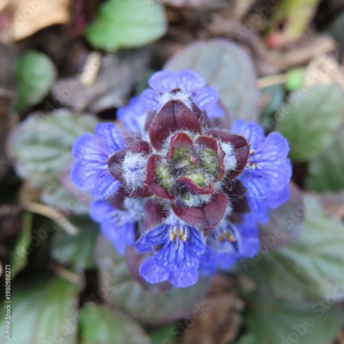日本で春にジュウニヒトエが紫色の花を咲かせています