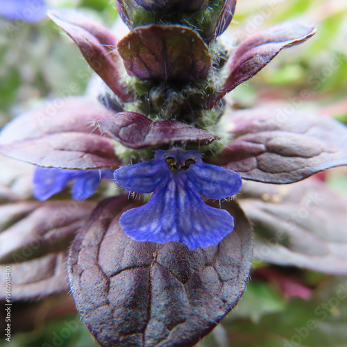 日本で春にジュウニヒトエが紫色の花を咲かせています