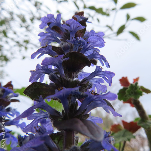 日本で春にジュウニヒトエが紫色の花を咲かせています