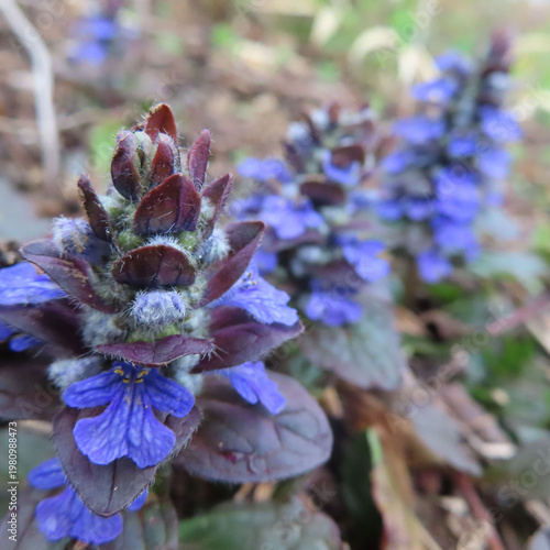 日本で春にジュウニヒトエが紫色の花を咲かせています