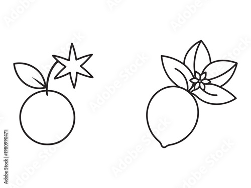 Line drawing of two citrus fruits with leaves and one with a starburst  isolated on transparent background