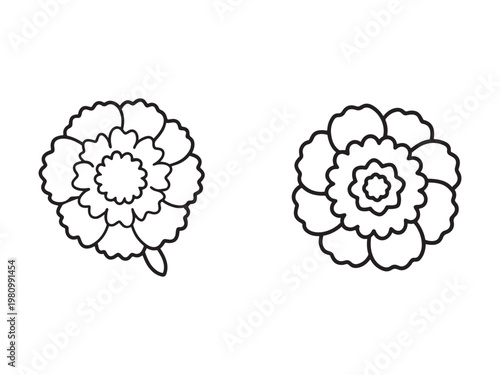 Line drawing of two flowers with many petals and stems on white background  simple floral design