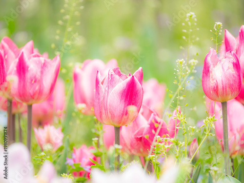 二色のかわいいチューリップ。春の公園や花壇を彩るチューリップのある風景。自然風景素材