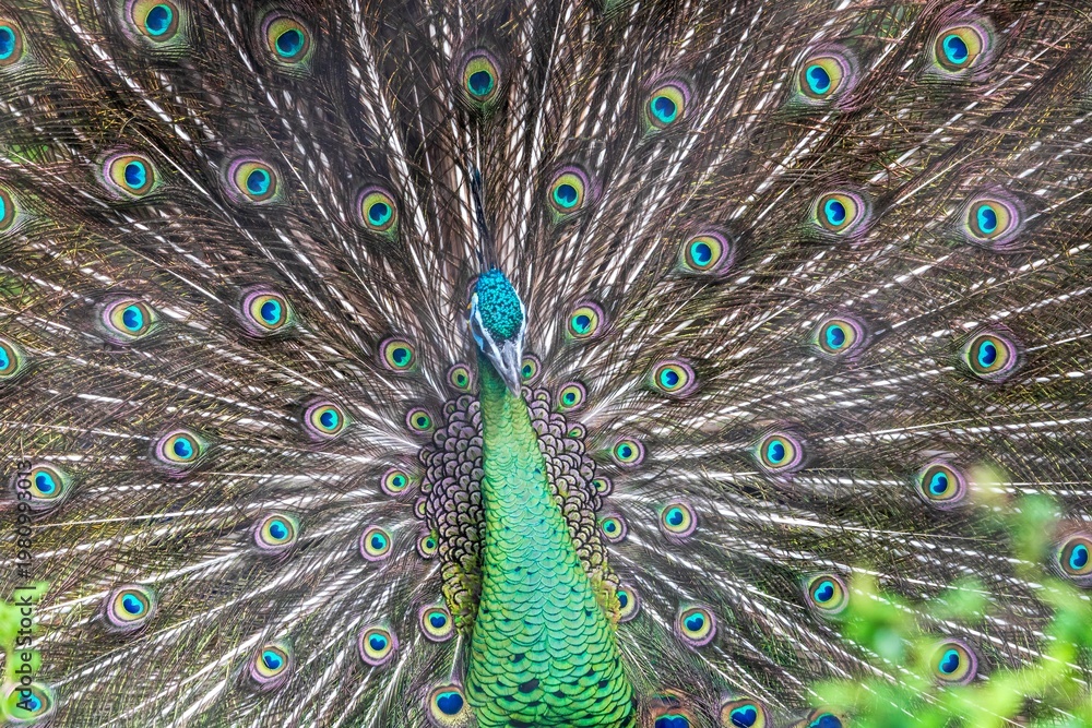 Obraz premium Close-Up of a Majestic Peacock - A Royal Display of Peacock Feathers Captured in Fort Worth, Texas, USA.
