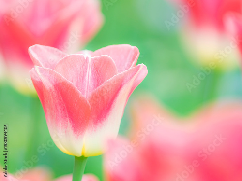 二色のかわいいチューリップ。春の公園や花壇を彩るチューリップのある風景。自然風景素材