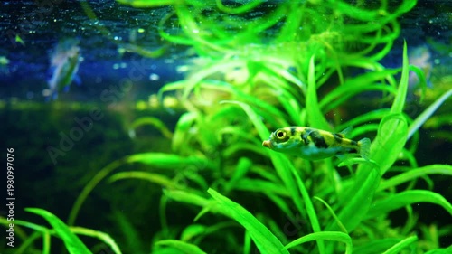Puffer Fish Swimming in Lush Green Planted Aquarium 