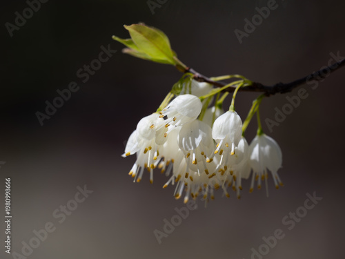沢山の白い花を垂れ下げているハレシア