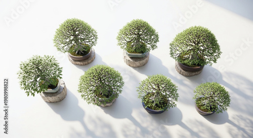 Set of 7 Green Bonsai Trees in Pots Vector