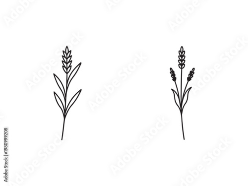 Simple line drawings of wheat or oats plants with leaves and stems  illustrations of two types of grain plants side by side on white background