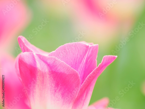 二色のかわいいチューリップ。春の公園や花壇を彩るチューリップのある風景。自然風景素材