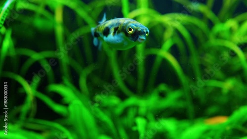 Puffer Fish Swimming in Lush Green Planted Aquarium 11