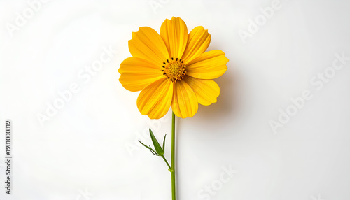 A vibrant yellow cosmos flower stands out against a clean white background.