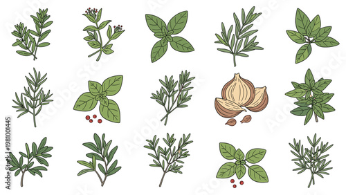 Detailed hand drawn collection of various culinary herbs and garlic bulbs perfect for cooking and healthy eating themes.