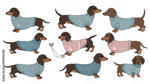 Collection of dachshund dogs wearing various colorful knitted sweaters in different standing poses on white background.