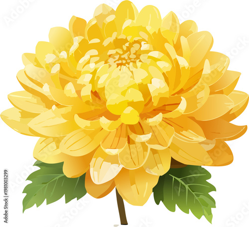 Realistic Chrysanthemum Flower Vector Illustration with Dense yellow Petals