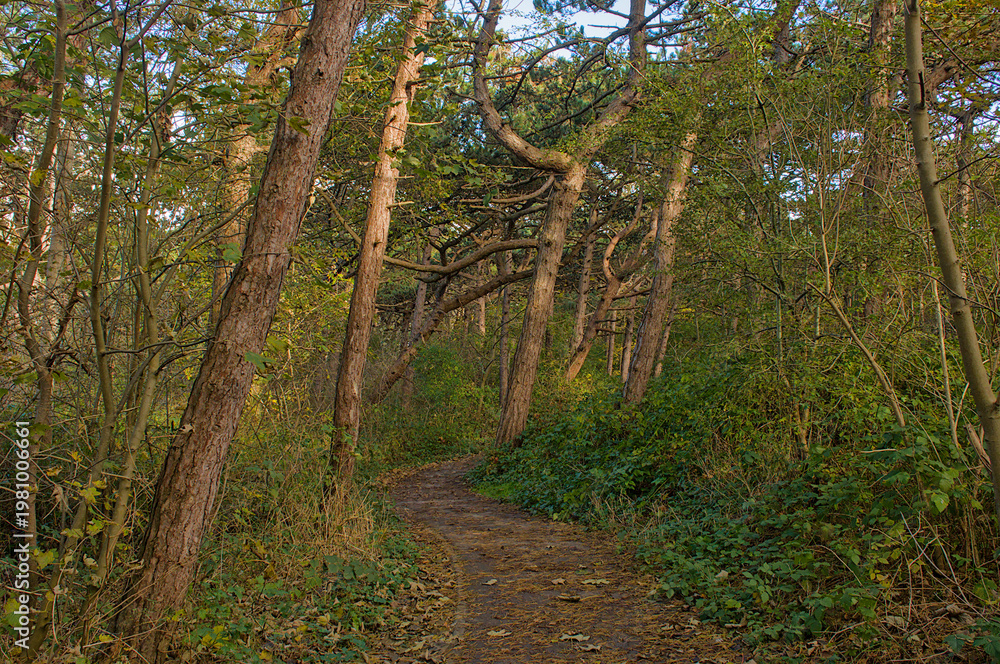 Fototapeta premium hiking trail thorugh a pine forest near Bornem, Flanders, Belgium 
