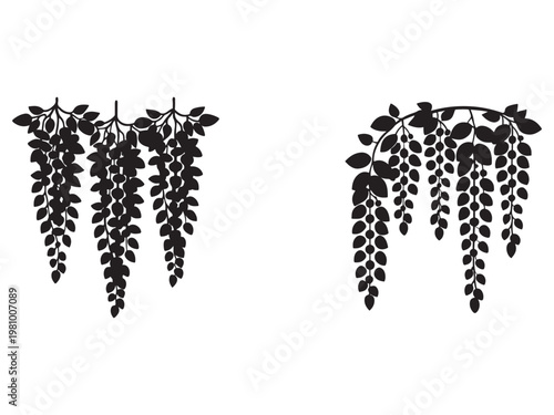 Wisteria flower hanging plant with leaves and stems in a minimalist style  isolated on transparent background