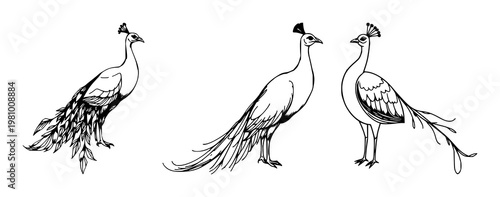 Peacock set with stylized hand-drawn art featuring long tail feathers, elegant design with an organic feel and decorative elements