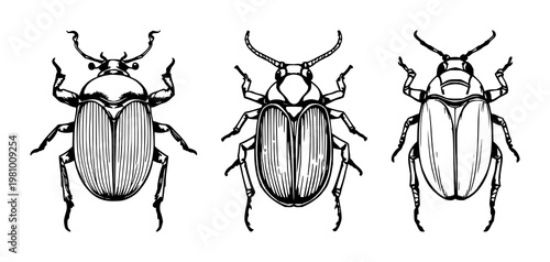 Egyptian scarab beetle set with hand-inked line art design featuring ancient Egypt, mythology, sacred symbols with insect and beetle
