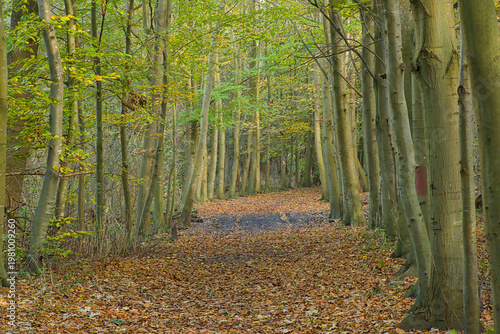 Quadro su tela Hiking trail thorugh an autumn forest near De Haan, Flanders, Belgium