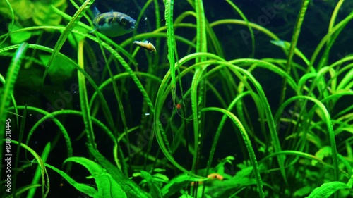 Puffer Fish Swimming in Lush Green Planted Aquarium