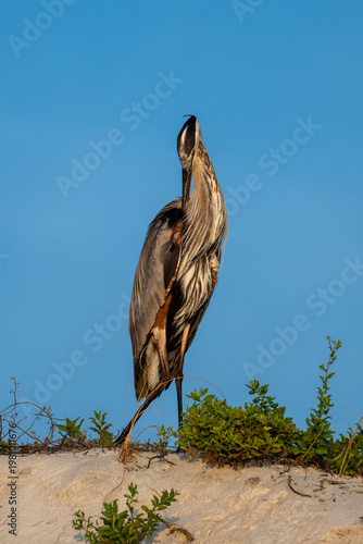 A heron stands elegantly on a sandy embankment, surrounded by sparse green vegetation. The clear blue sky provides a striking backdrop
