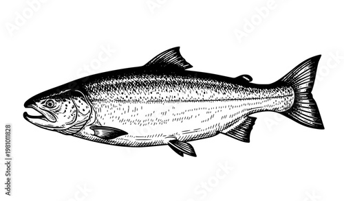 Ink sketch salmon fish vector hand drawn engraving style retro seafood illustration isolated