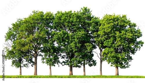 A row of diverse, verdant trees stand on a strip of grass against a clean white background. Various foliage types and vibrant greens