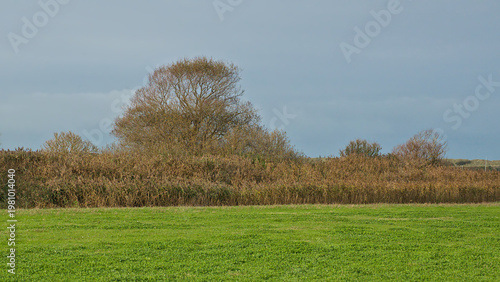 Canvas Print polder meadow with reed and autumn trees near Blankenberge, Flanders, Belgium