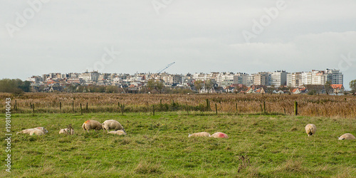Foto green field with sheep in the polder with city of Blankenberge behind