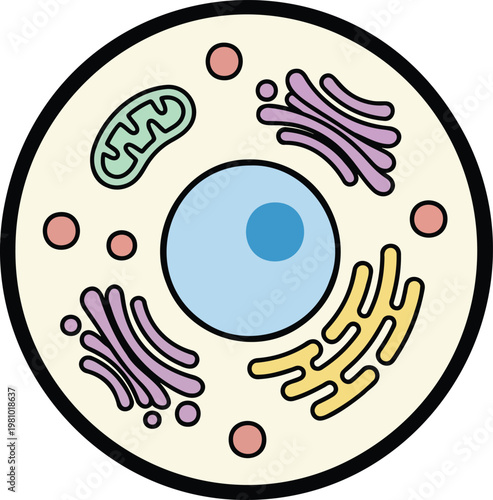 Animal Cell Anatomy Diagram Colorful Minimalist Vector Illustration Showing Nucleus Mitochondria Golgi Apparatus and Cytoplasm for Science Education Biology Class Medical Study and Academic Research G