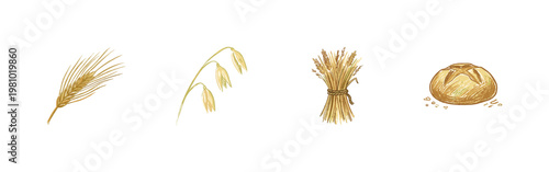 Wheat Stalks and Cereal Grain Ears with Colorful Crayony Brush Strokes and Organic Calligraphic Flourishes