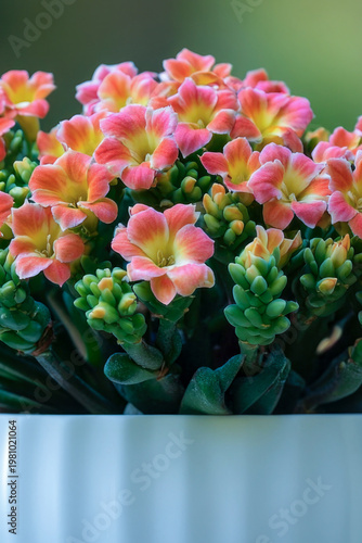 A beautiful white vase filled with fresh pink flowers. vertical frame