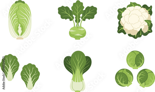 Set of Green and White Vegetables Vector Illustrations Featuring Lettuce, Cauliflower, and Bok Choy with Fresh, Healthy Designs