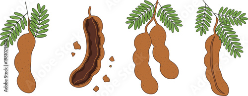 Tamarind Pod Illustration Set with Whole and Broken Pods and Fresh Green Leaves for Botanical, Food, and Organic Designs
