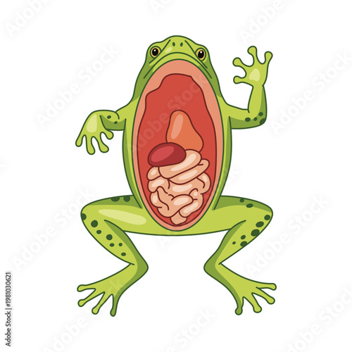 Internal Anatomy of a Frog Vector Illustration showing Digestive System