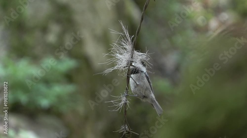 Cincia mora, Coal tit, Periparus ater